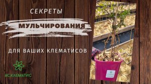 МУЛЬЧИРОВАНИЕ. Опилки, стружка, хвойный опад, компост, навоз! ОРГАНИЧЕСКОЕ питание растений!