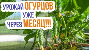 Топ 8 сортов огурца для ультрараннего урожая. Как вырастить ранние огурцы в теплице?