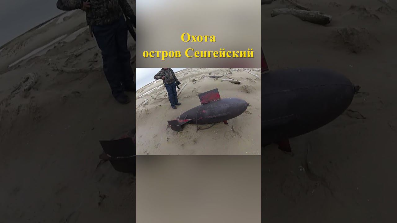Охота на острове Сенгейский 20 #охотавроссии #охотанагуся смотреть онлайн