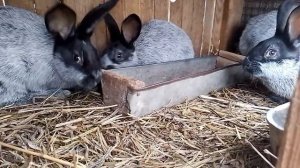 кролики полтавское серебро самая любимая порода кроликов