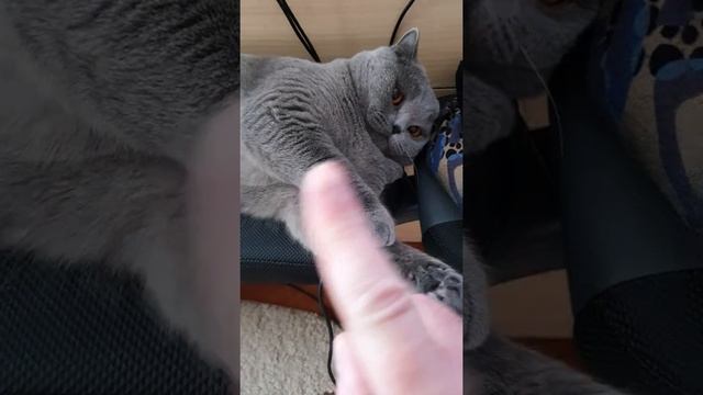 Кот Паук машет когтистыми лапами. смотреть онлайн