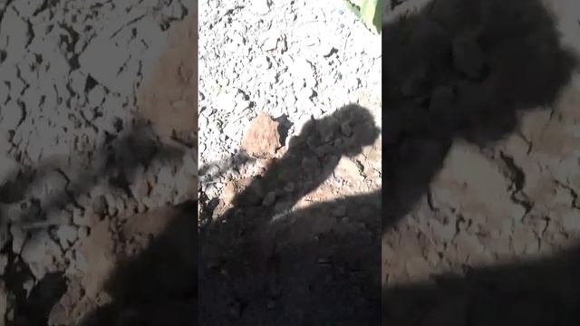 Коп с Фишер ф4 смотреть онлайн