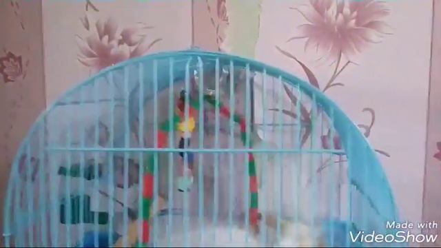 Тоши 2 месяца???????/Из каких круп я варю кашу/ Что покупаю своим птичкам / смотреть онлайн