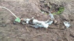 Испытываем препарат Курзат, на Серой гнили, или чем то ещё!?