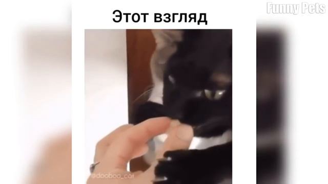 Я РЖАЛ ЦЕЛЫЙ ЧАС /СМЕШНЫЕ ЖИВОТНЫЕ/КОТЫ СОБАКИ И ДРУГИЕ/ТЕСТ НА ПСИХИКУ/ ПОПРОБУЙ НЕ ЗАСМЕЯТЬСЯ#3 смотреть онлайн