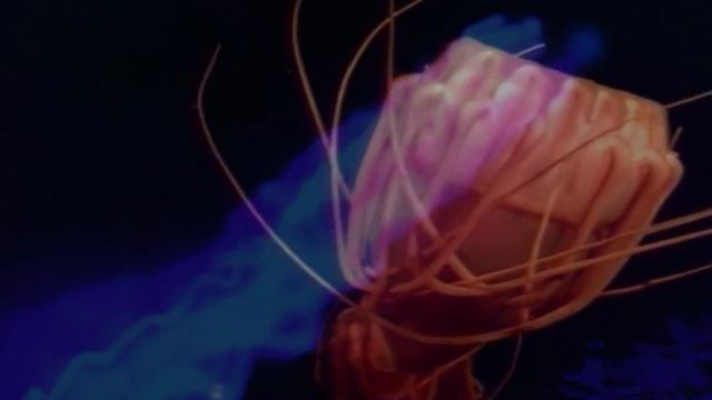 jah Funkey MEDUSOZOA смотреть онлайн