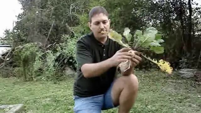 The Turnip is your friend смотреть онлайн