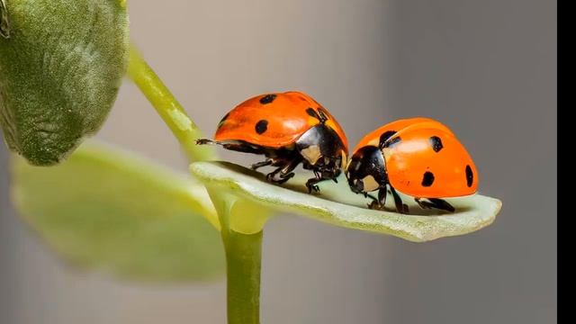 С Днем рождения Наташа! смотреть онлайн