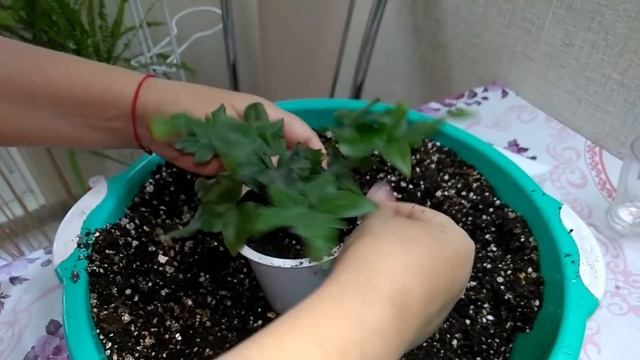Мои комнатные растения // Пересадка круглый год // И снова про грунты смотреть онлайн