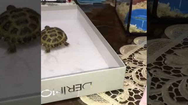 Как купать Сухопутную черепаху. Мои Летние каникулы с моей черепашкой Налой смотреть онлайн