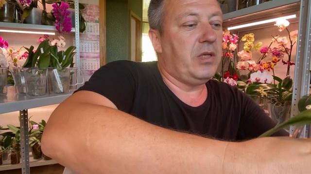 ОРХИДЕИ ОТПОИТЬ ПРАВИЛЬНО чтобы не загубить корни орхидей из ПОСЫЛКИ смотреть онлайн