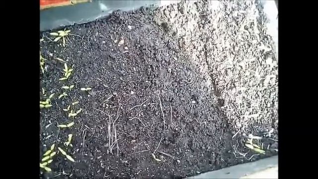Помидоры 5 сортов, взошло только 3 (( смотреть онлайн