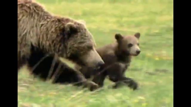 Zoboomafoo Dinosaurs and Snowday EPISODE COMPILATION смотреть онлайн