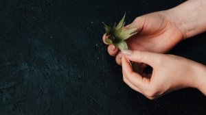 Как сделать чашелистик для розы. Цветы из гофрированной бумаги.