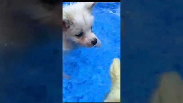 cute baby 🥰 🥰 🥰 #pets #funnymonkeys смотреть онлайн