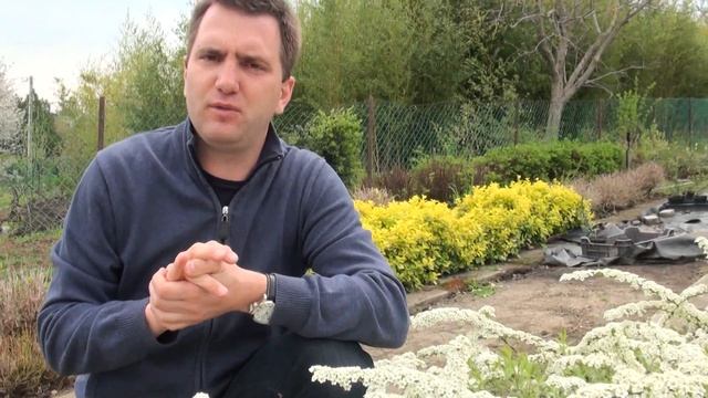 Spiraea X Cinerea 'Grefsheim' - Megyeri Szabolcs Kertészet