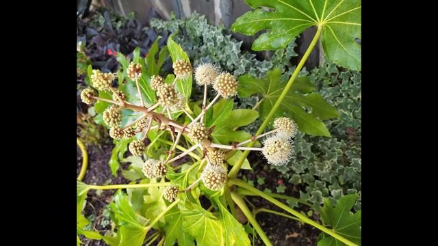 ? Aralia (Fatsia japonica (Thunberg) Decne. & Planch.). Floración. ? смотреть онлайн