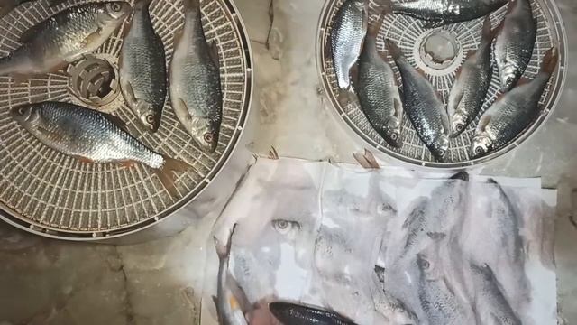 Как сушить рыбу зимой в сушилке для овощей. Быстрый способ засолить и сделать таранку смотреть онлайн