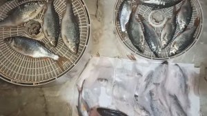 Как сушить рыбу зимой в сушилке для овощей.  Быстрый способ засолить и сделать таранку