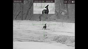 HIKMICRO PANTHER PH35L 384x288 Тест прицела с вышки.