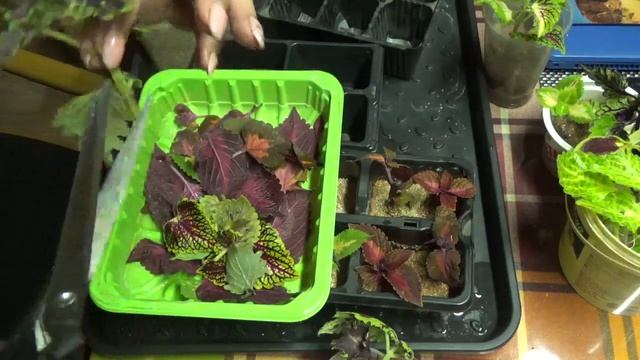 Ремонт на Дому