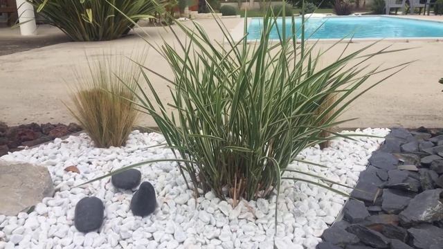 demarrage express du miscanthus sinensis variegata смотреть онлайн