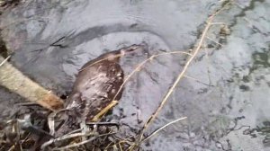 Охота на бобра капканами с приманкой Замануха. Установка кп на проходе. Результат порадовал.