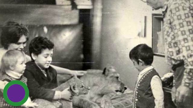 Вот что случилось в семье Берберовых, которая держала льва в простой советской квартире