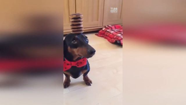 Такса поражающая своим чувством баланса // Dachshund striking with its sense of balance смотреть онлайн