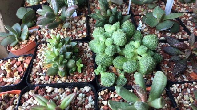Adromischus collection from Turkey ?? смотреть онлайн