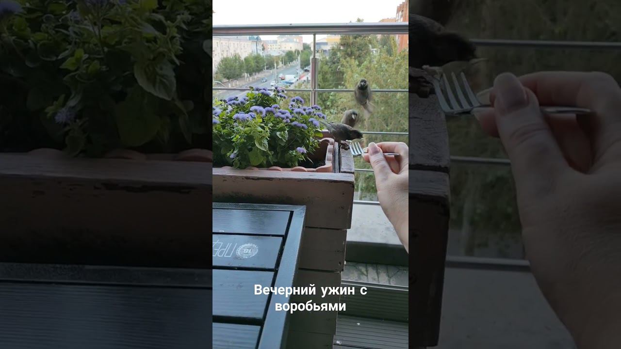 Вечерний ужин с воробьями #ресторан Сковорода #рязань #рязань62 смотреть онлайн