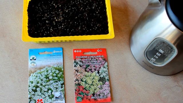 САМЫЙ ПРОСТОЙ СПОСОБ БЫСТРОГО ВЫРАЩИВАНИЯ АЛИССУМА МЕДОВОГО ! смотреть онлайн