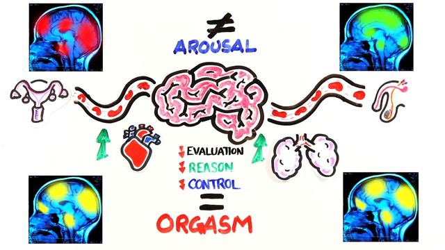 Male vs Female Orgasms - Which Is Better? - science Tv смотреть онлайн