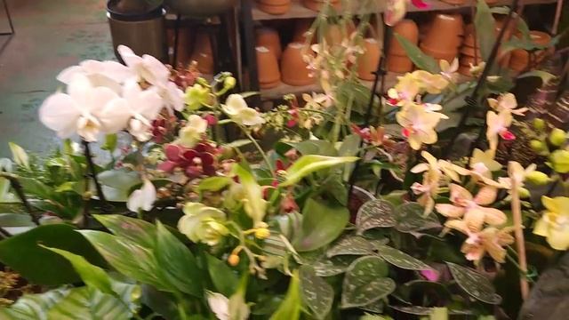 Поездка в Änta's за новым РАСТЕНИЕМ / Небольшой ОБЗОР цветочного МАГАЗИНА