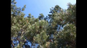 Казачья песня - Казачий Дон!