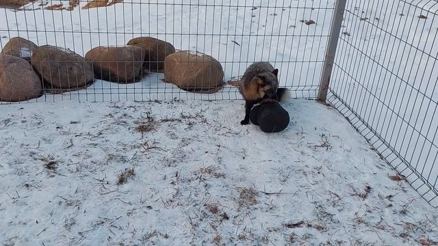 Лиса с натуральной добычей смотреть онлайн