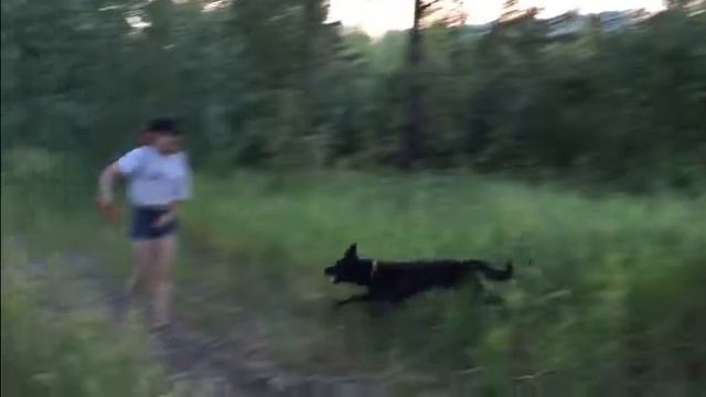 Двортерьер Рик RICK THE MONGREL Frisbee-Freestyle смотреть онлайн