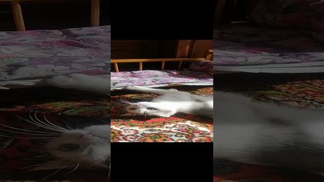 VID_20240413_101647 смотреть онлайн