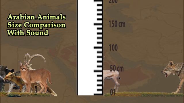 Arabian Animals Size Comparison with Sound 2022 | Wild Arabian Animal size comparison for Children' смотреть онлайн