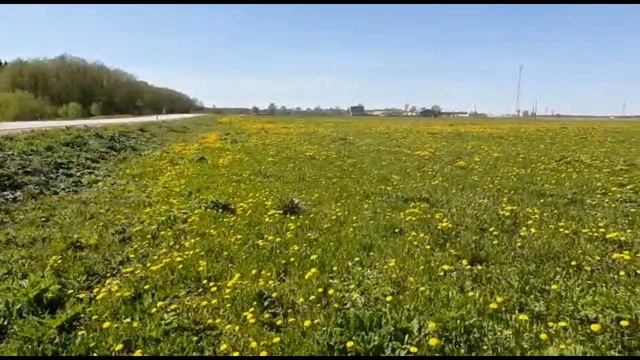 Майский мёд 2022 года в Ленинградской области смотреть онлайн