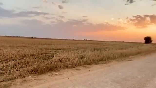 LAS HISTORIAS DEL GIRASOL MISTERIOSO смотреть онлайн
