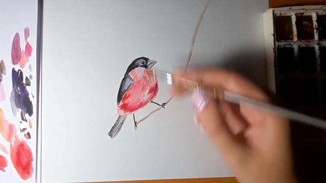 Как рисовать. Снегирь. Рябина. Акварель. Простой рисунок. смотреть онлайн