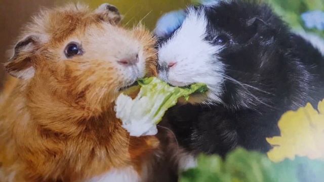 Поздравление с Днем Свадьбы.04.03.2020 Луизе и Лешику смотреть онлайн