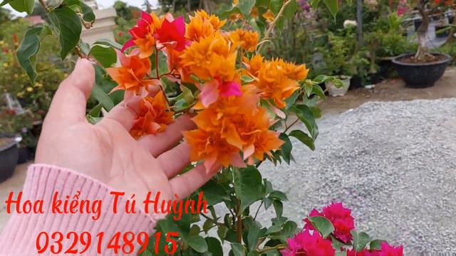 ngày 6/1 hoa kiểng tú huỳnh lên lô 25 giống mới siêu đẹp giá siêu rẻ . lh zalo 0329148915 смотреть онлайн
