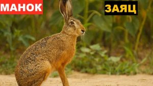 ?ЗВУК (ГОЛОС) ЗАЯЦ КРИК