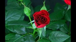 Blooming Red Rose Timelapse