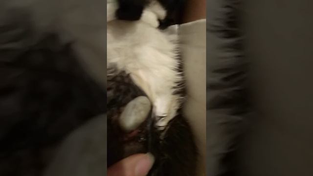 Сос! Фараон котенок, остеосинтез ,через 5 недель смотреть онлайн