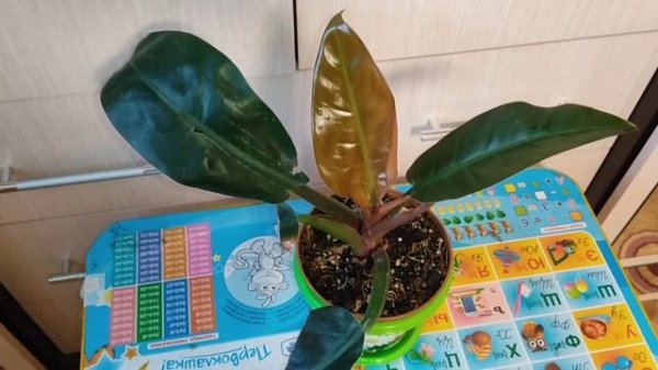 Филодендрон империал ред начал расти. Philodendron Imperial Red.