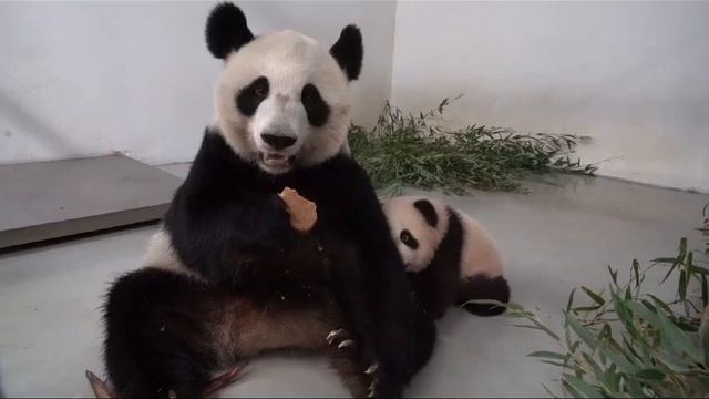 Панда ДинДин лопает А доча смотрИт Московский зооПарк🐼👀🔥🥰👍Panda DinDin and Baby moscow Zoo🐼👀🔥🥰👍 смотреть онлайн