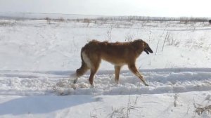 Охота с борзыми. Февраль.